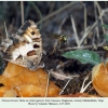 chazara briseis daghestan male on a bait 1